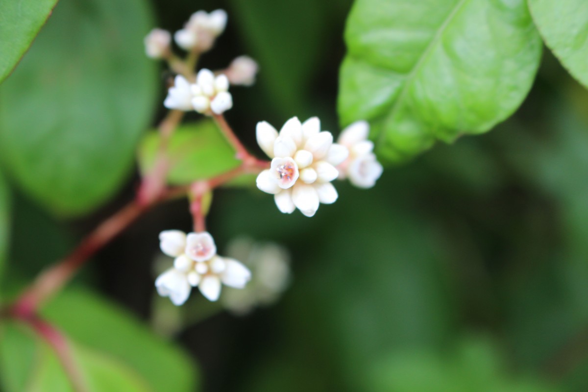 Persicaria chinensis (L.) H.Gross